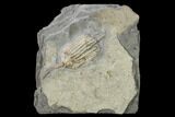 Fossil Crinoid (Eretmocrinus) - Gilmore City, Iowa #157211-1